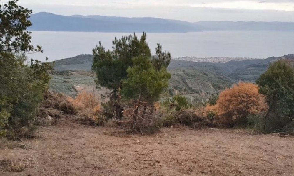 Mudanya'da korona virüsü fırsat bilen uyanıklar, devlet arazilerine kondu